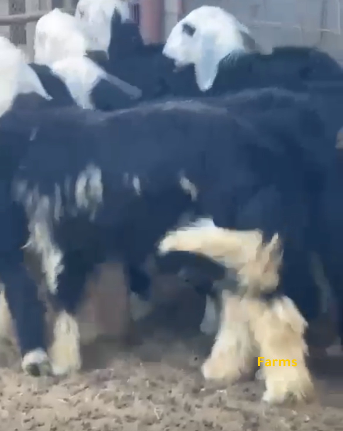 رخال وطليان نجد