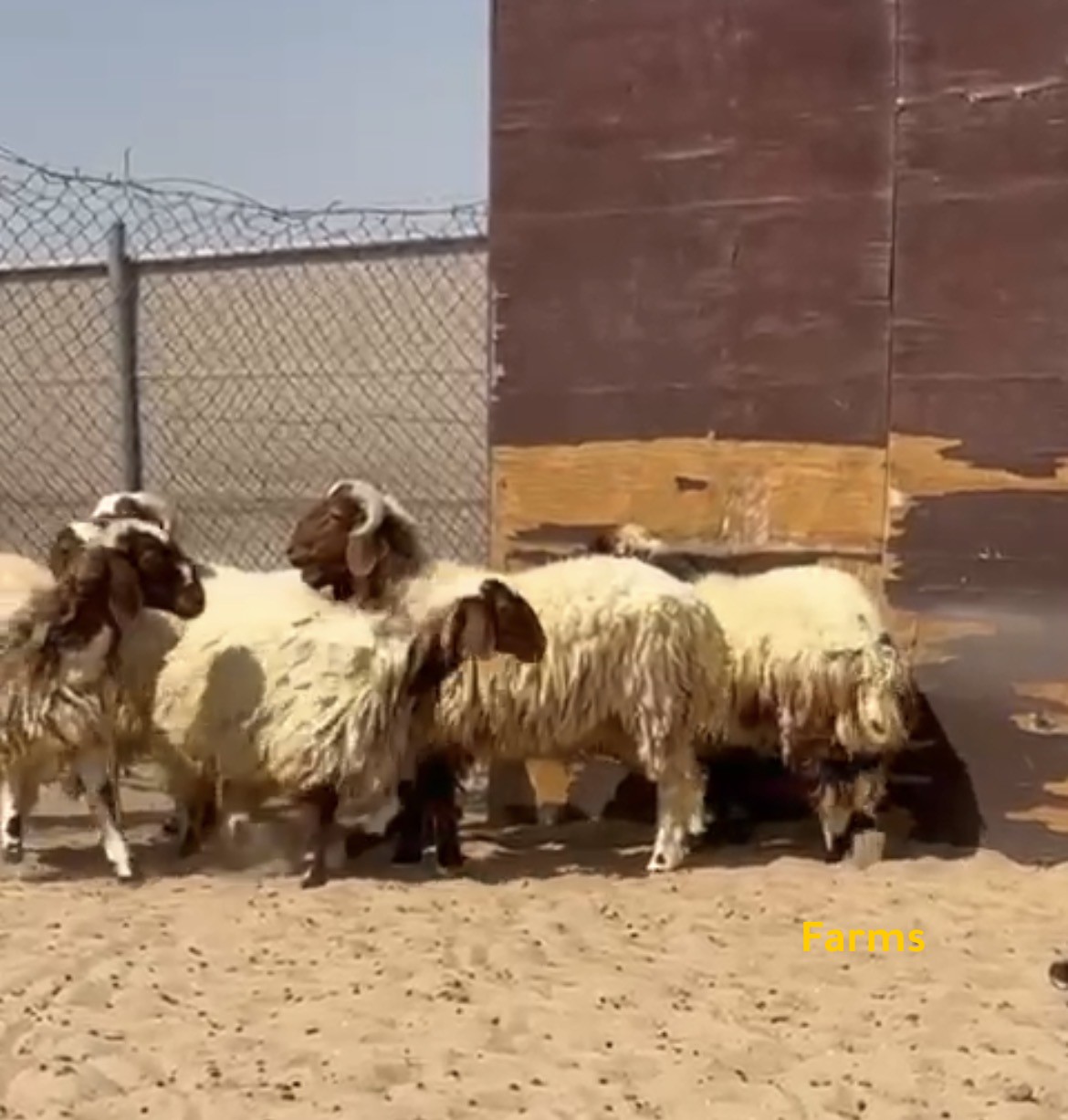 رخال وطليان نعيمي