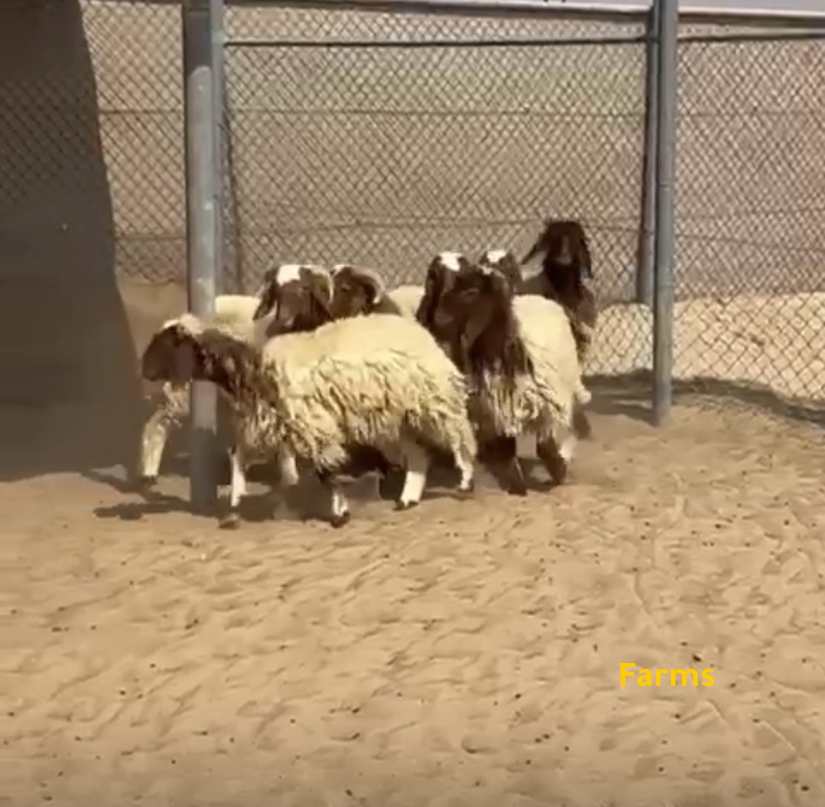 رخال وطليان نعيمي