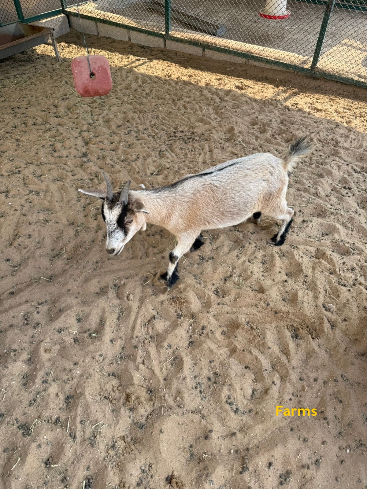 الماعز القزم