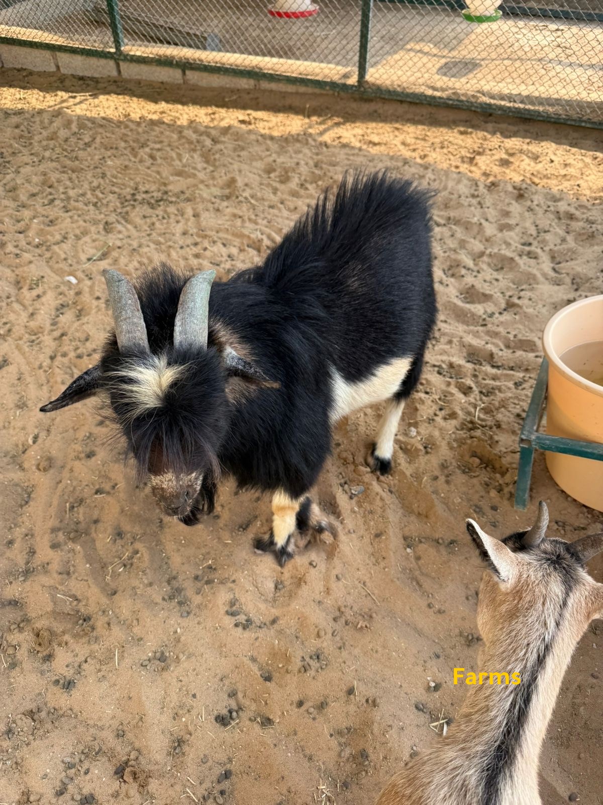 الماعز القزم