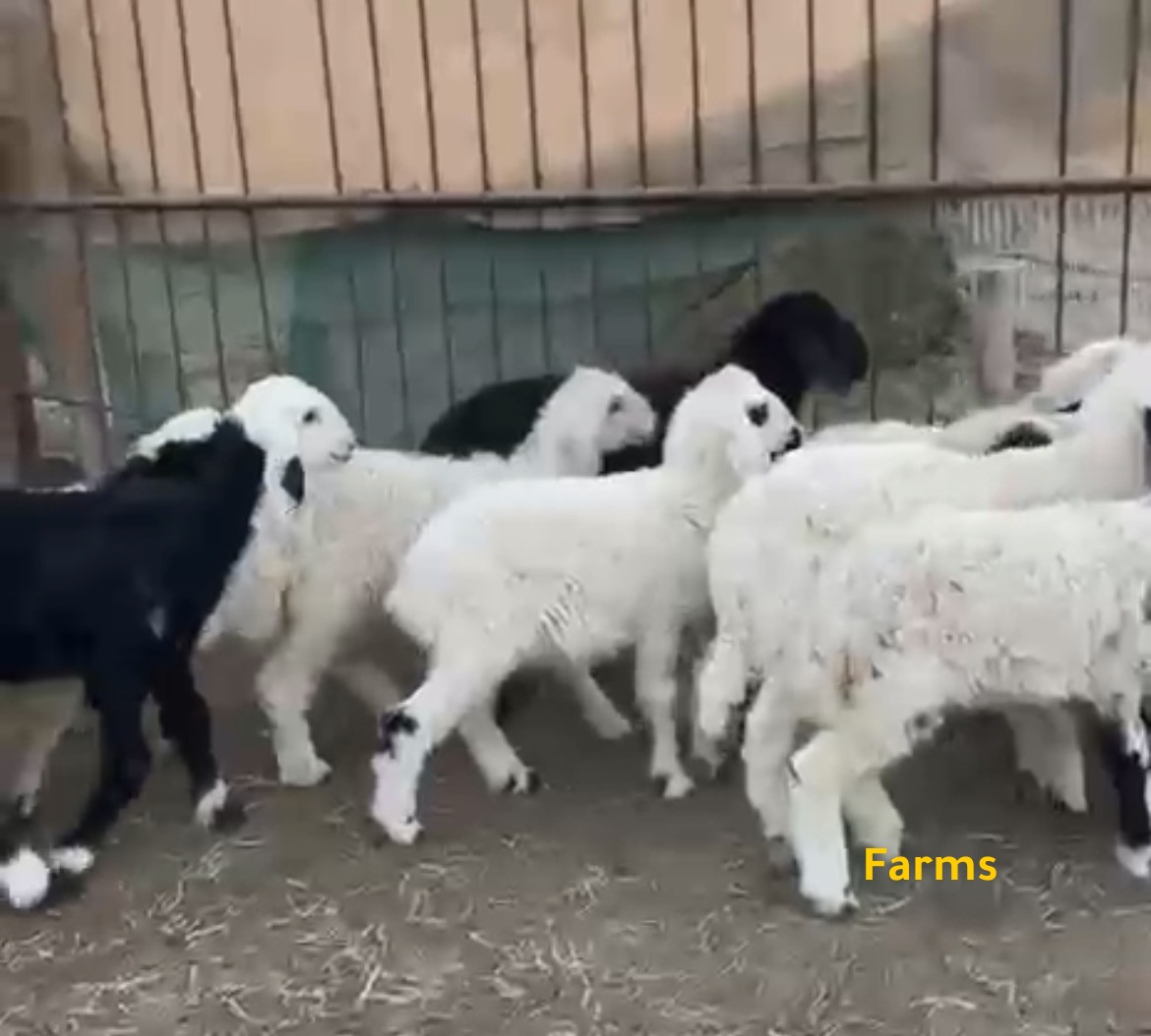 ذبايح نجد ومهجنه