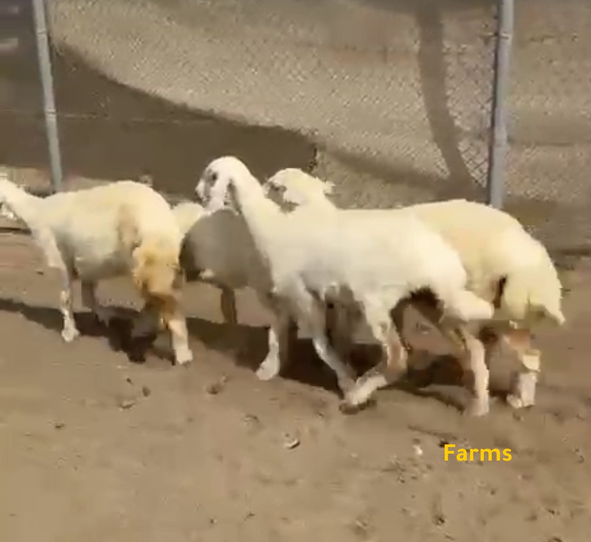 رخال حري  اغنام الامارات