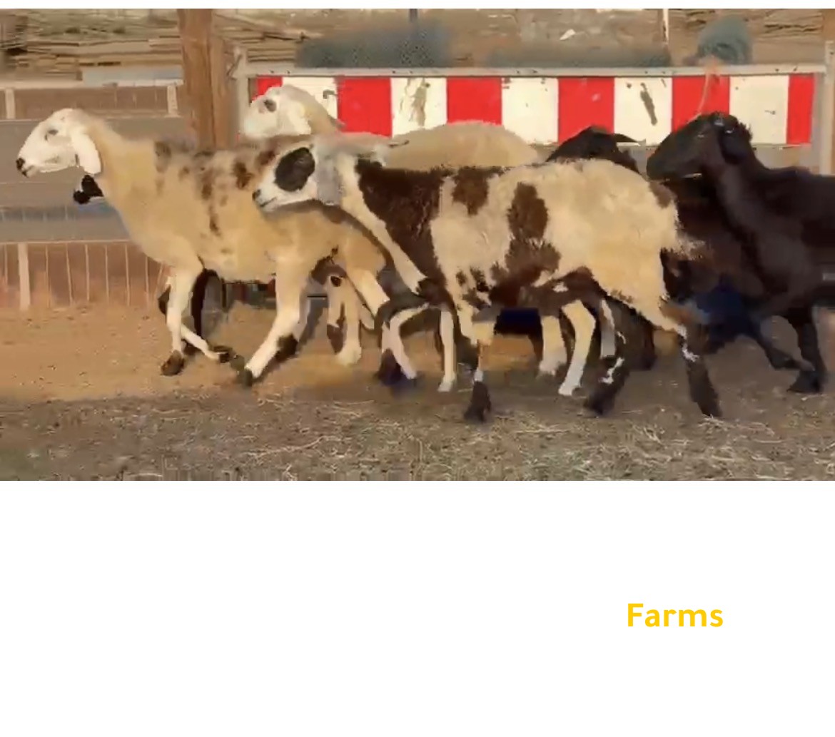 يعد مهجنات للبيع