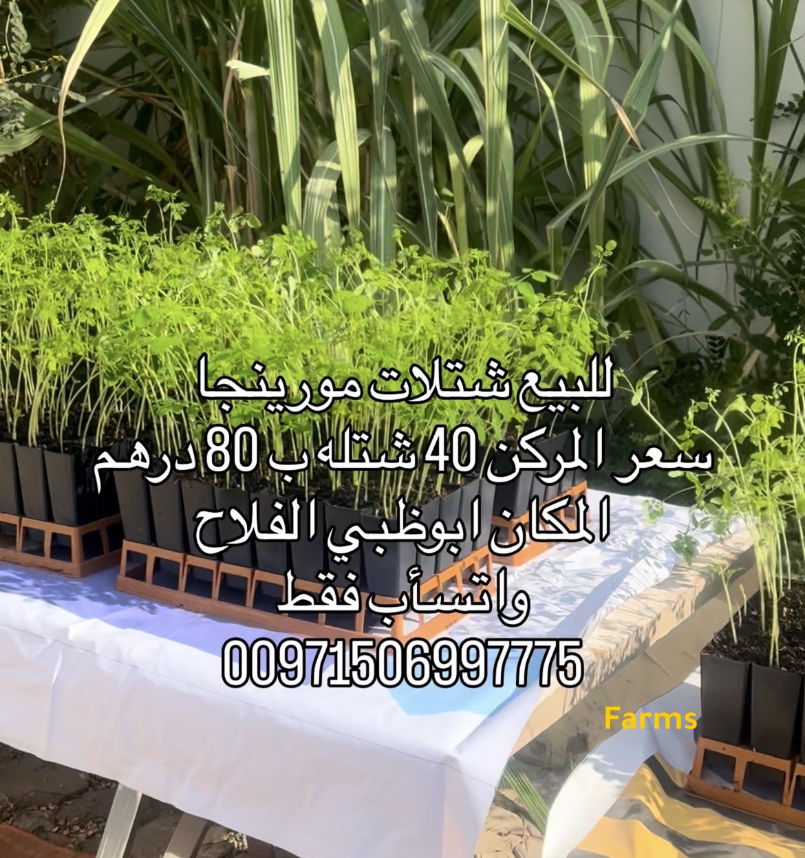 شتلات مورينجا