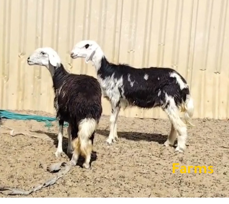 رخل نجديه عدد 2