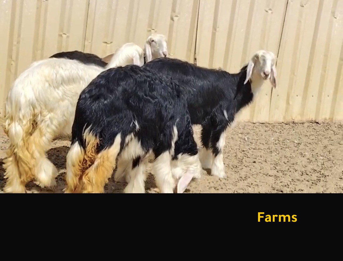 رخل نجديه عدد 4