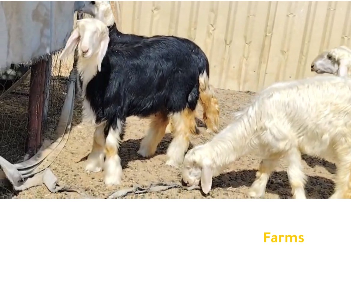 رخل نجديه عدد 4