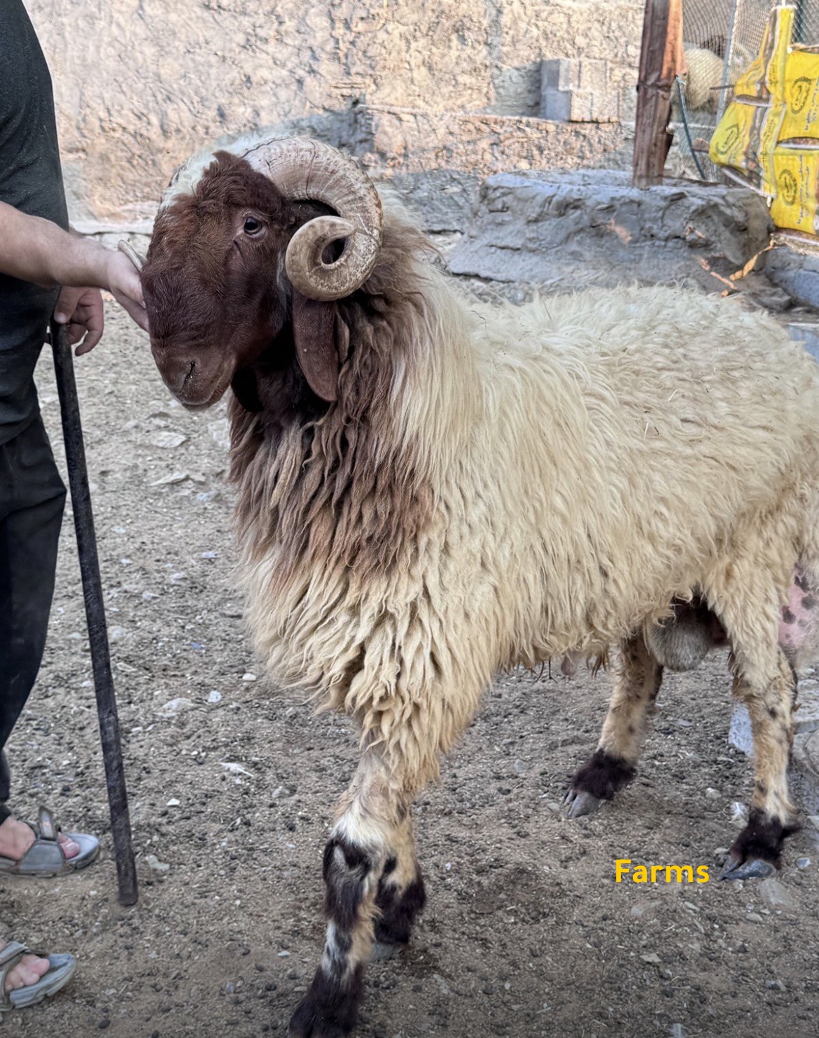 فحل نعيمي معرف