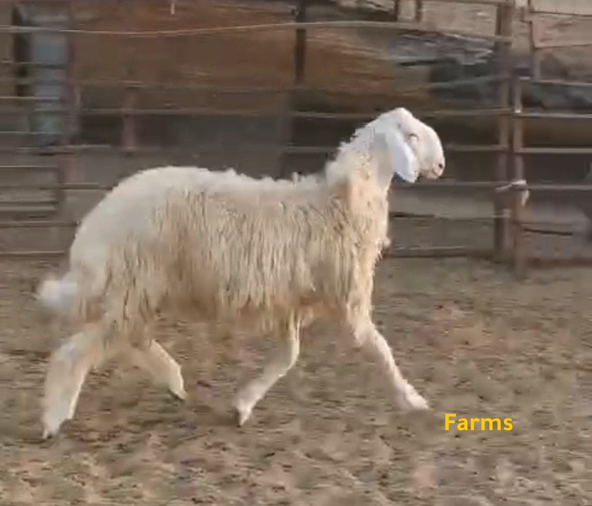 ذبيحه نجدي مهجن