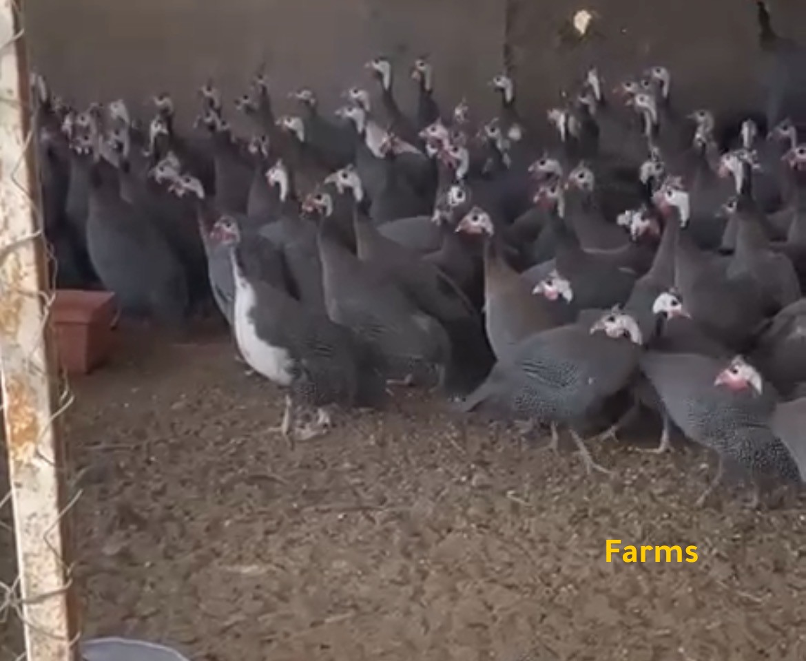 دجاج خيبر للبيع