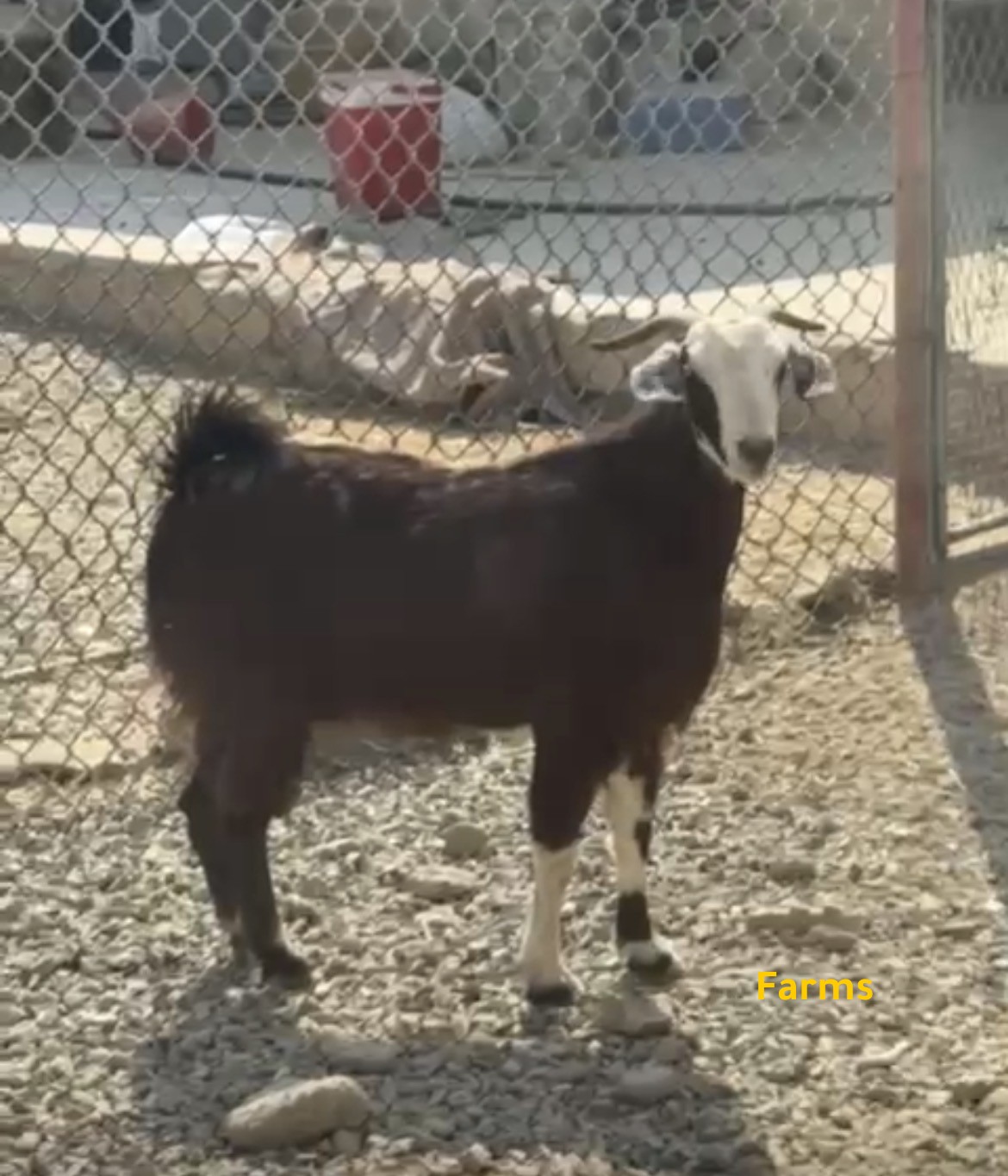 ذبيحه عنز عاقر