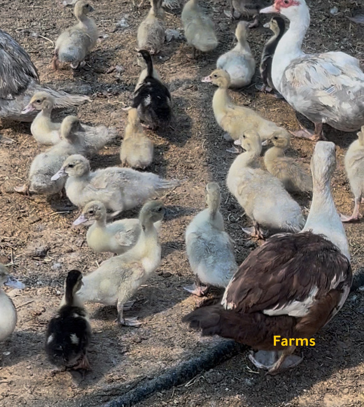 صيصان بط مصري انتاج طبيعي