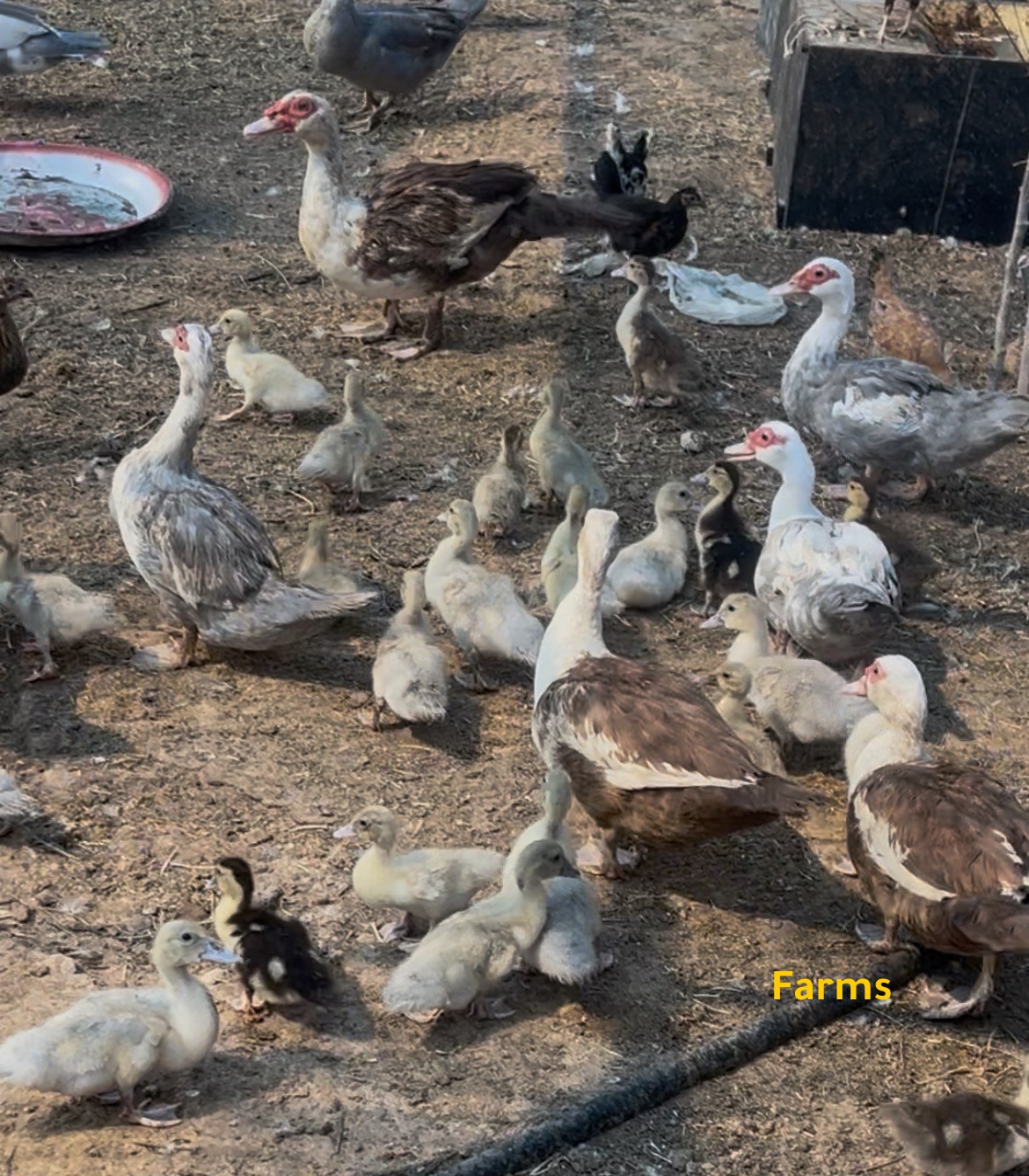 صيصان بط مصري انتاج طبيعي