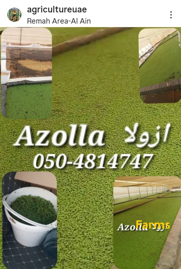 ازولا Azola