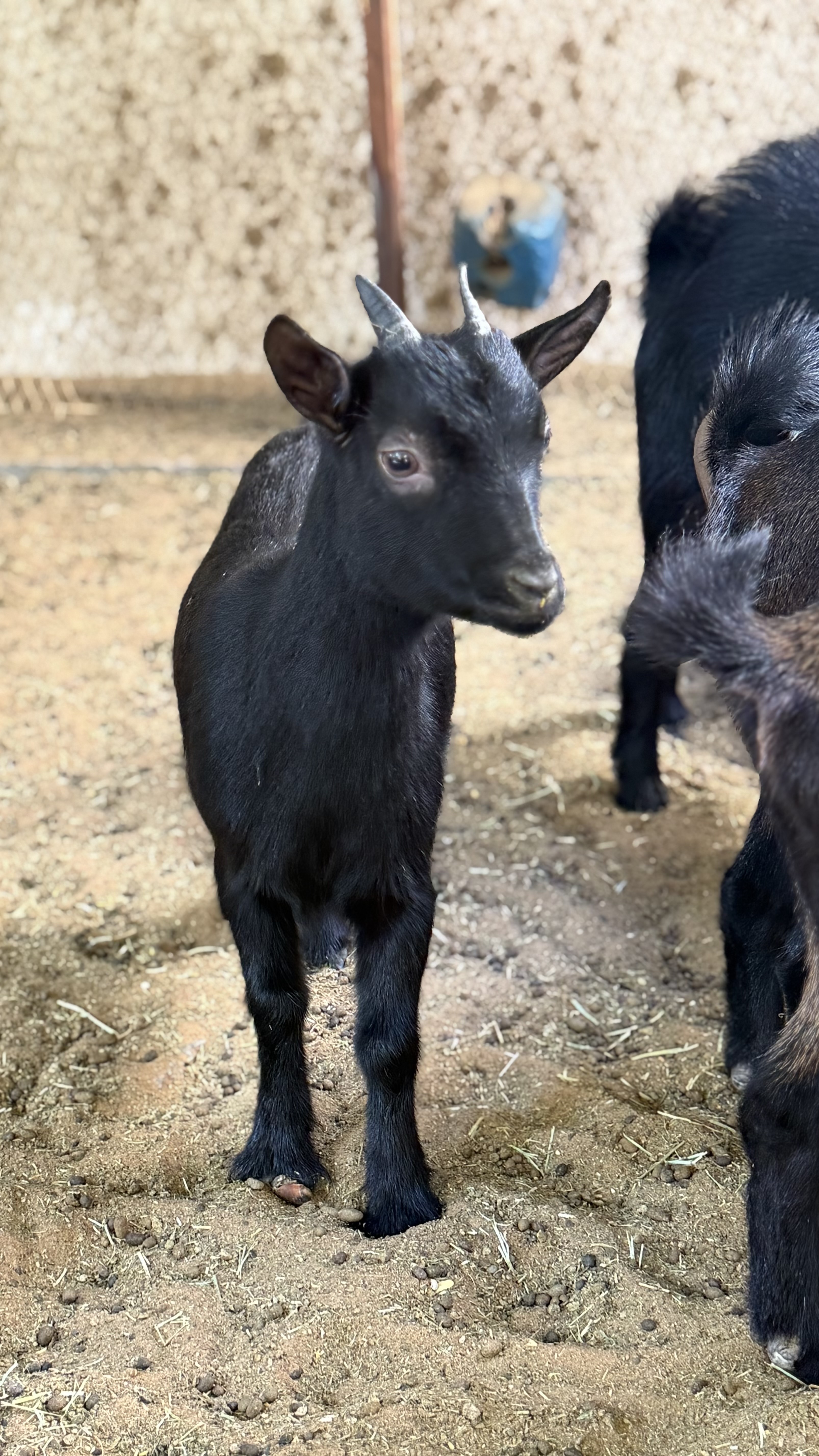 للبيع الماعز القزم البلجيكي  بسعر طيب الأعمار متفاوته