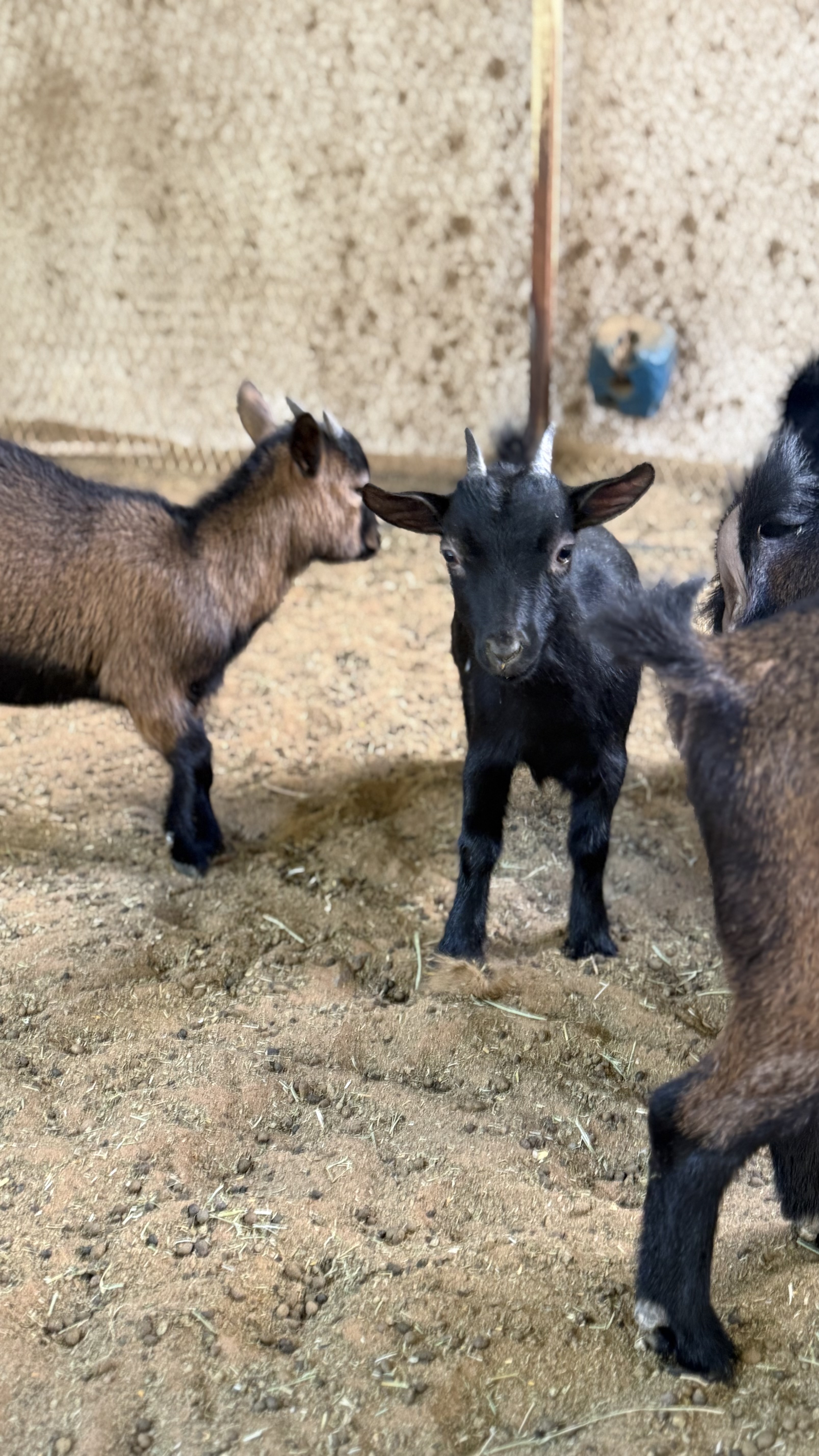 للبيع الماعز القزم البلجيكي  بسعر طيب الأعمار متفاوته