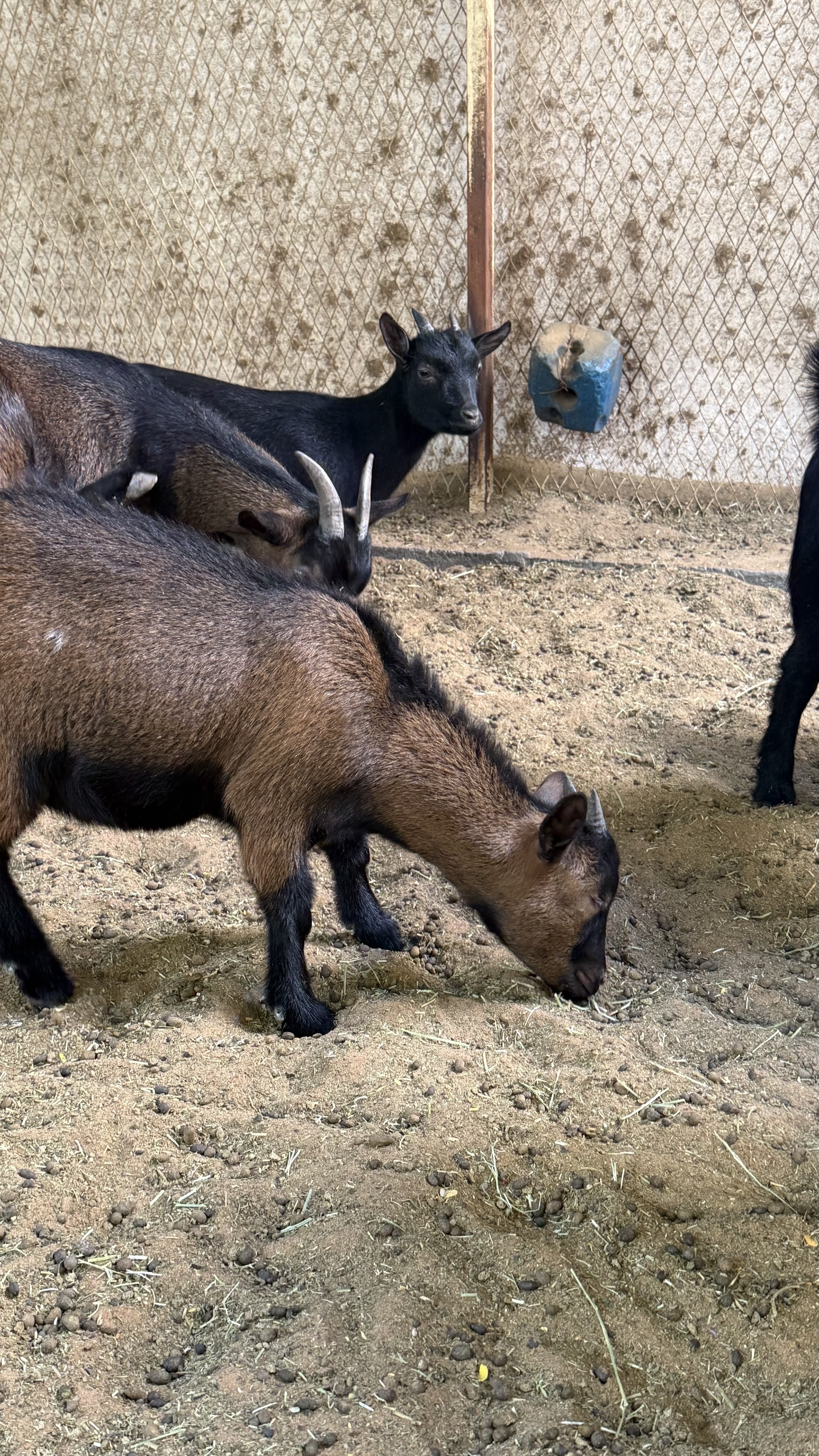 للبيع الماعز القزم البلجيكي  بسعر طيب الأعمار متفاوته