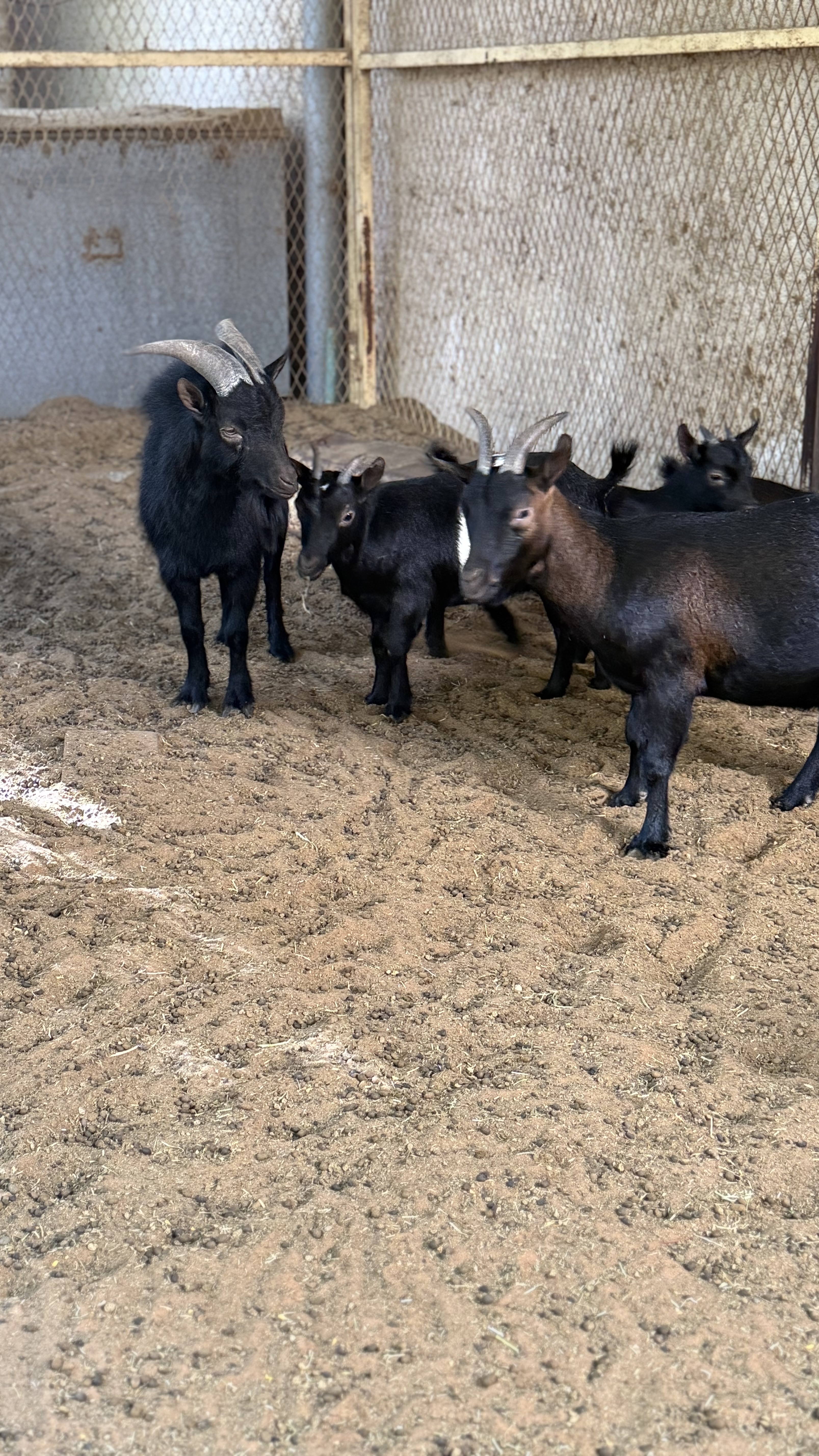 للبيع الماعز القزم البلجيكي  بسعر طيب الأعمار متفاوته