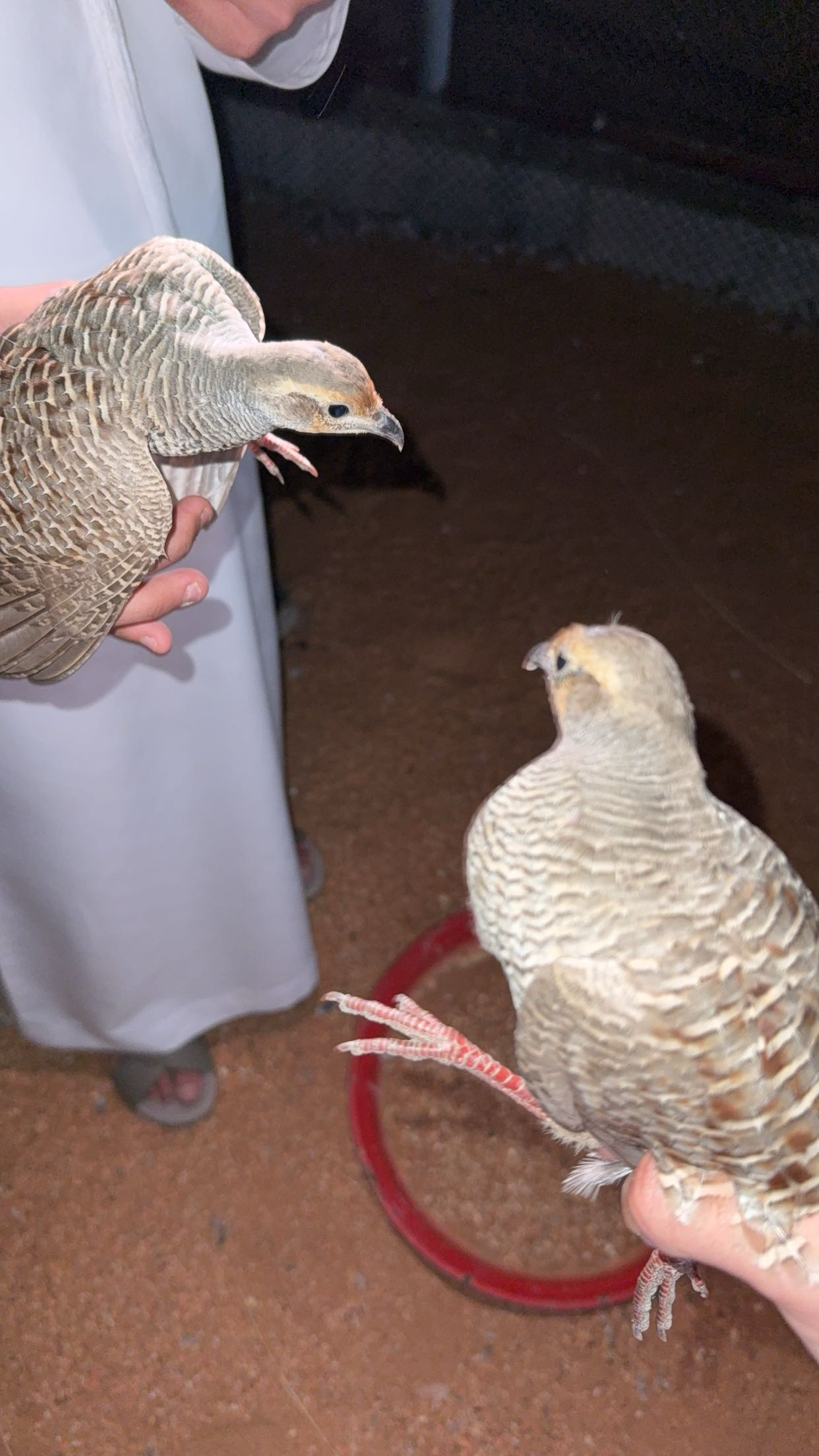 للبيع صفارد قلويات الصحه ممتازه