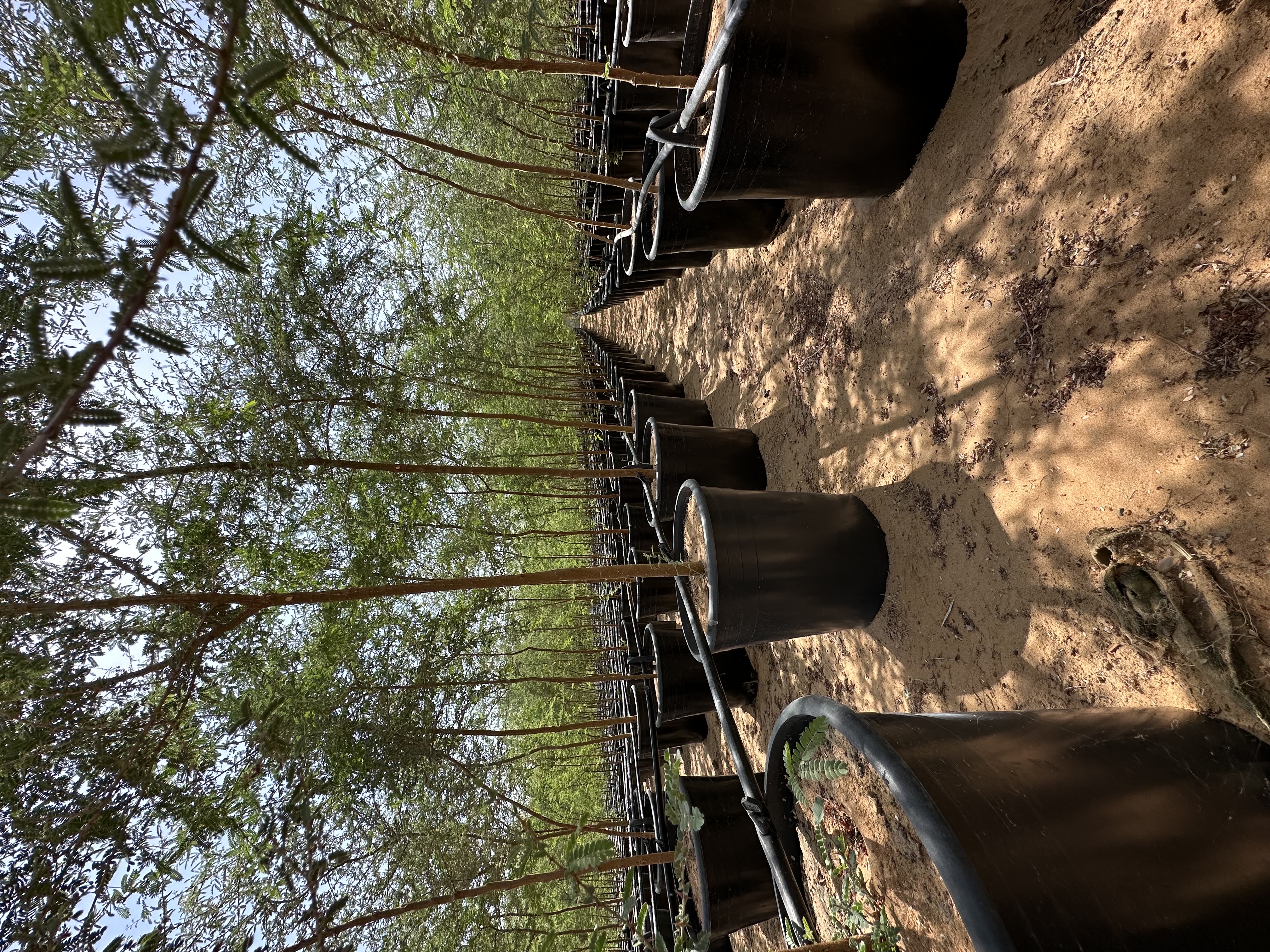 للبيع غاف عبري ارتفاع مترين 40 درهم