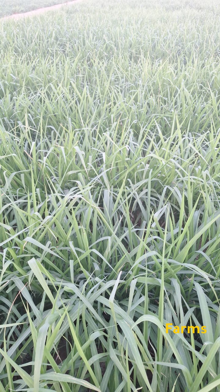 متوفر بونيكام اخضر داينه 3 طن 1200