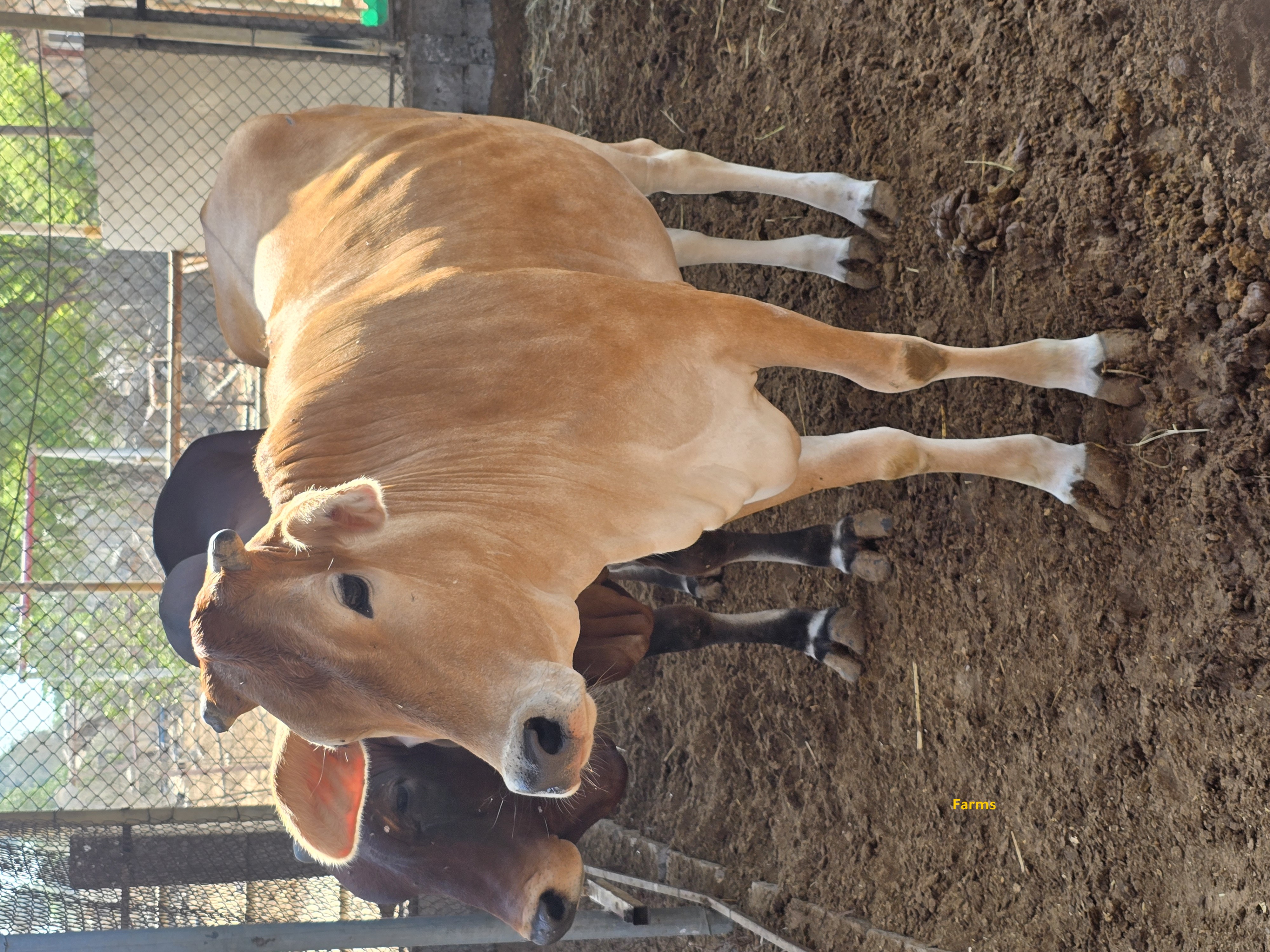 بقره باكستانيه