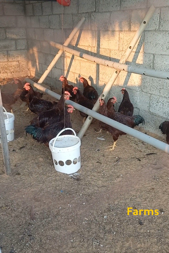 دياكه فرنسي وعسلي