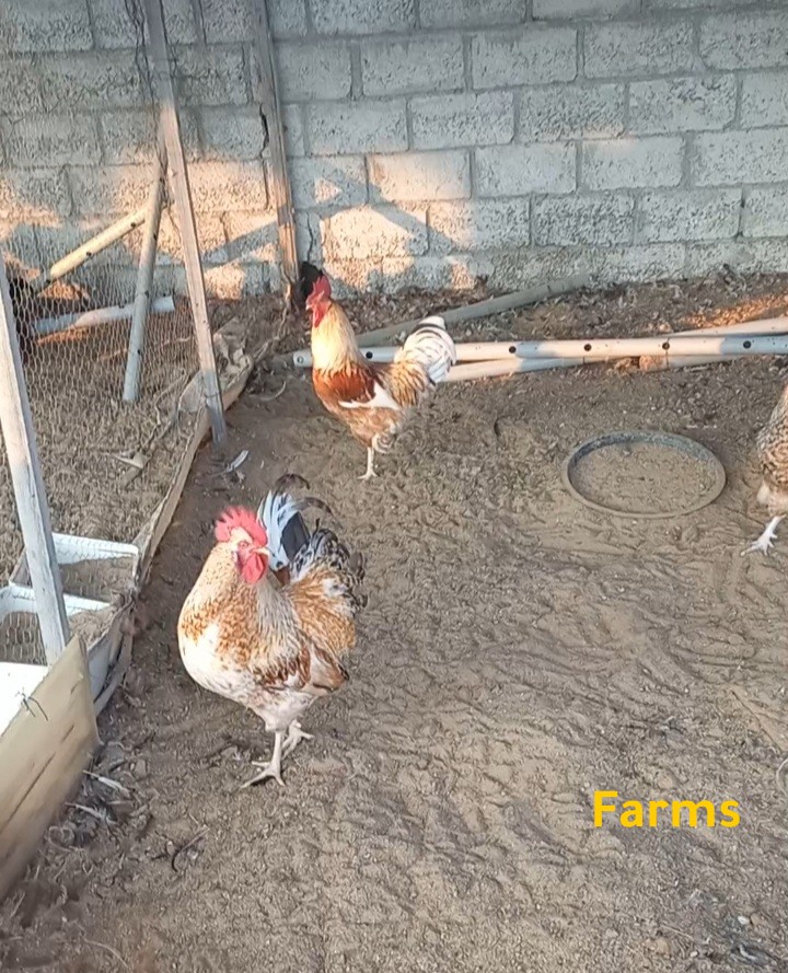 دياكه فرنسي وعسلي