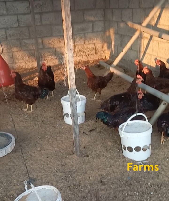 دياكه فرنسي وعسلي