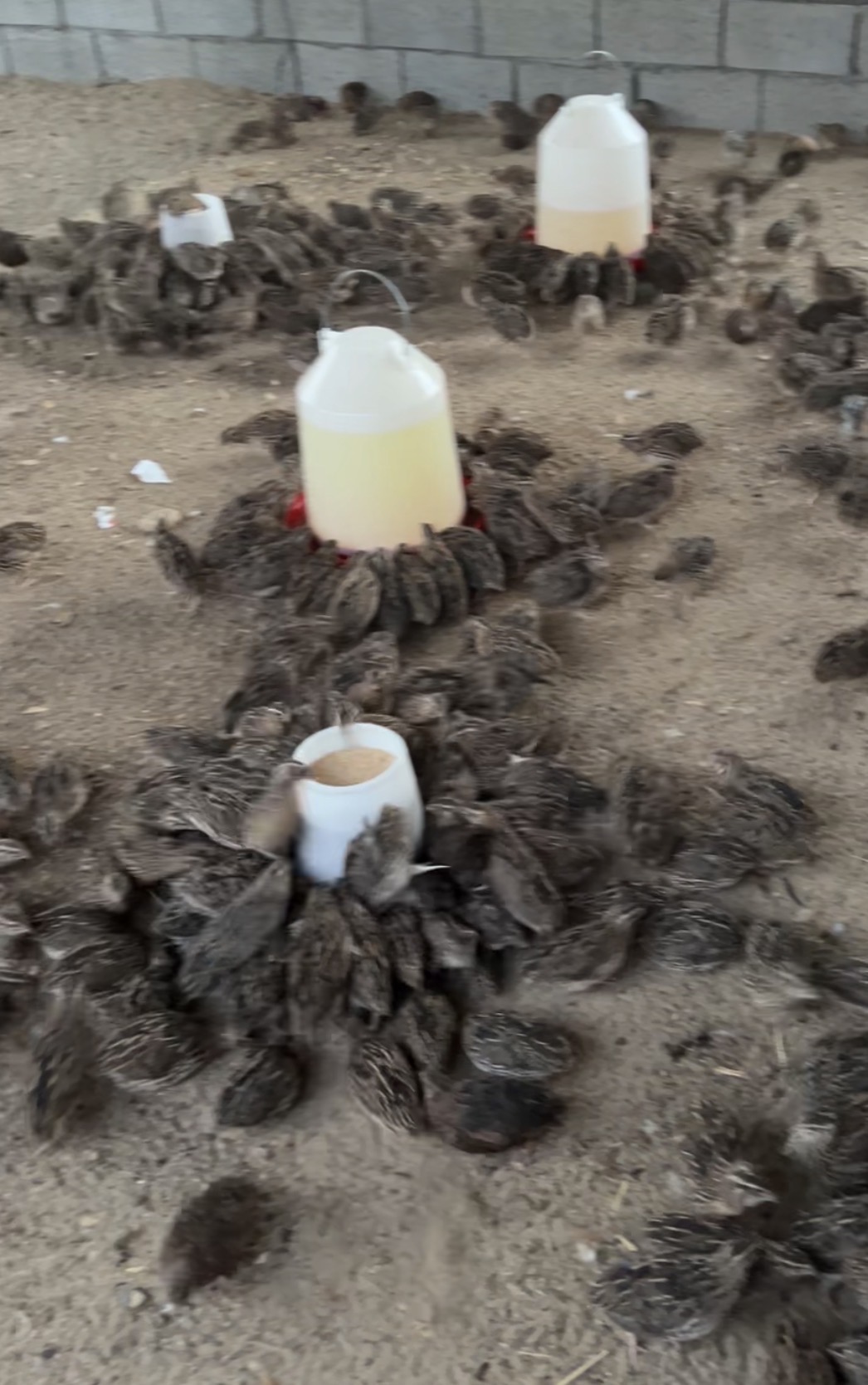 فري جامبو بياض عمر ٤٧ يوم