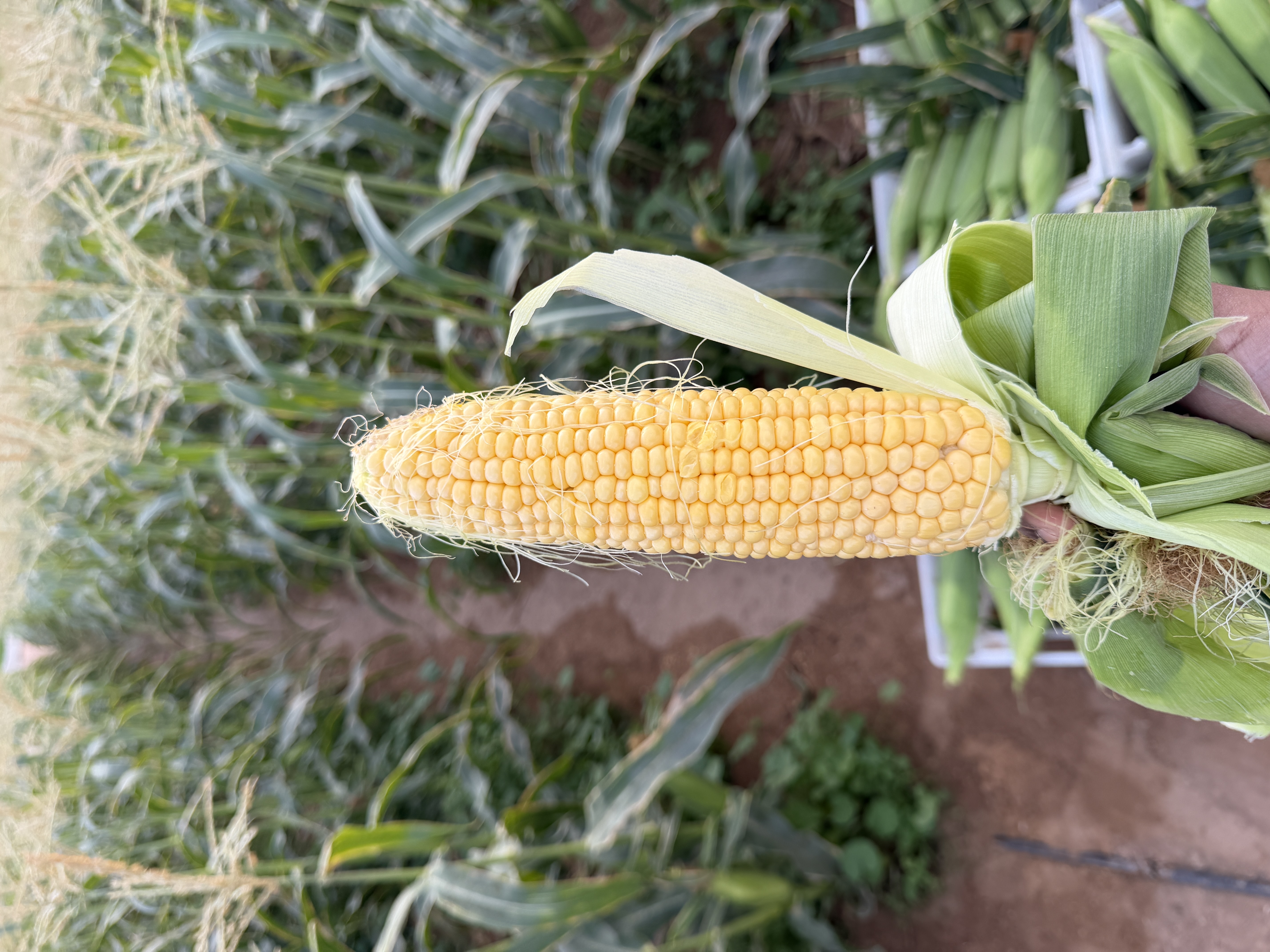 ذره سكرية حلوه انتاج المزرعه 🌽🌽
تاريح 12/12/2025

العدد : متوفر 100 كرتون تقريباً
السعر : 45 درهم للكرتون 

للتواصل : 0567871070

يوجد التوصيل على حساب المشتري