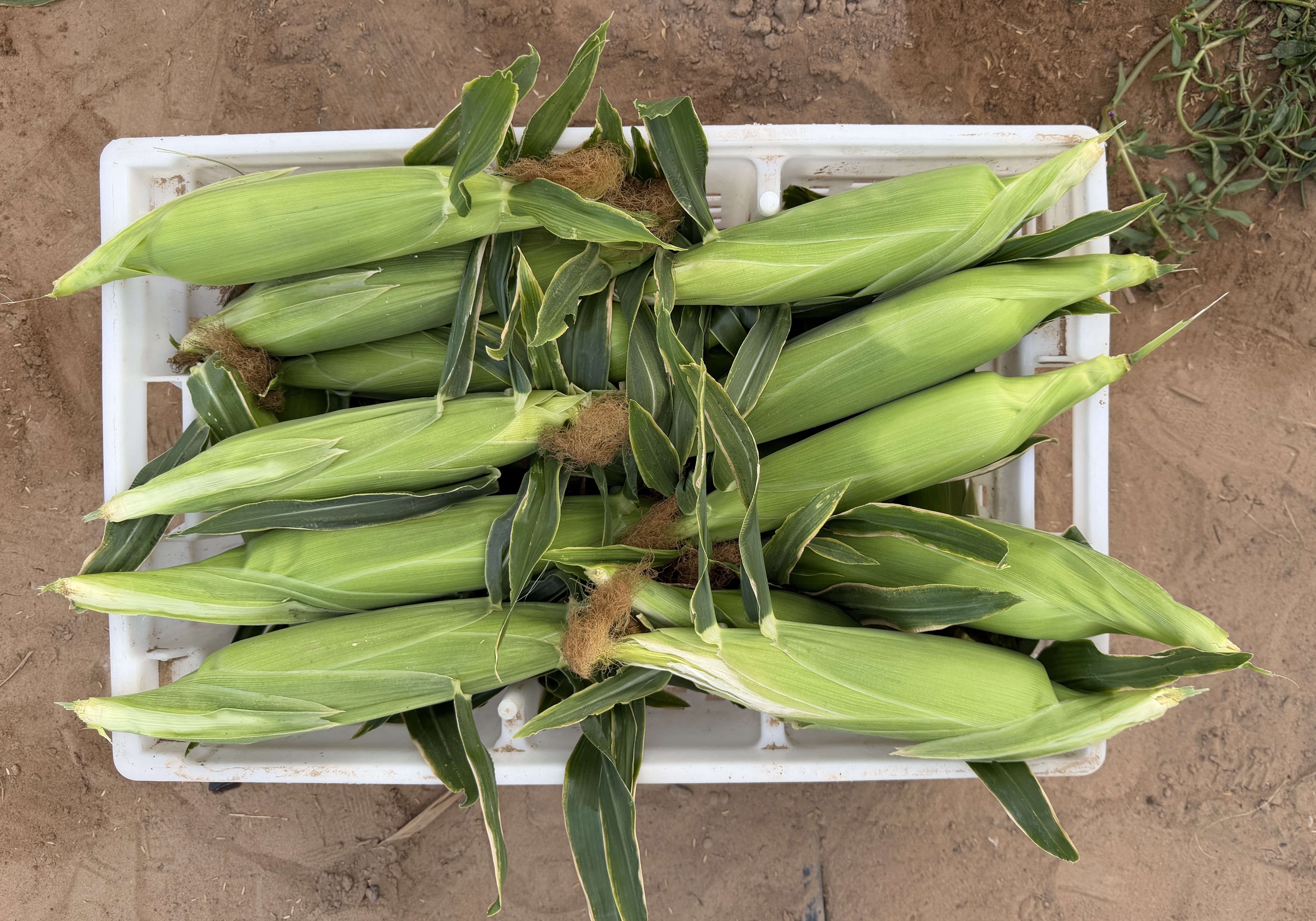 ذره سكرية حلوه انتاج المزرعه 🌽🌽
تاريح 12/12/2025

العدد : متوفر 100 كرتون تقريباً
السعر : 45 درهم للكرتون 

للتواصل : 0567871070

يوجد التوصيل على حساب المشتري