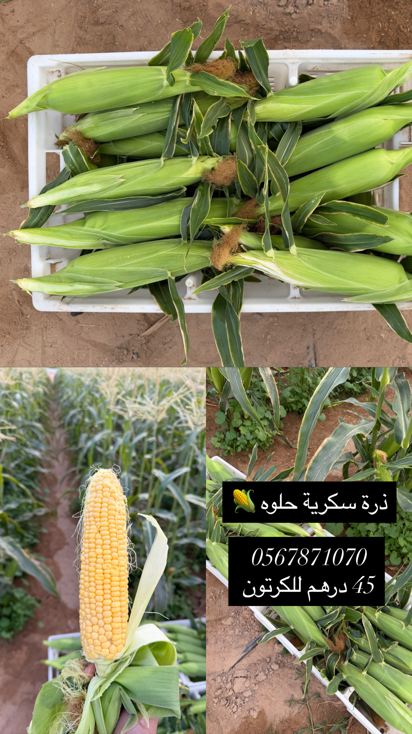 ذره سكرية حلوه انتاج المزرعه 🌽🌽
تاريح 12/12/2025

العدد : متوفر 100 كرتون تقريباً
السعر : 45 درهم للكرتون 

للتواصل : 0567871070

يوجد التوصيل على حساب المشتري