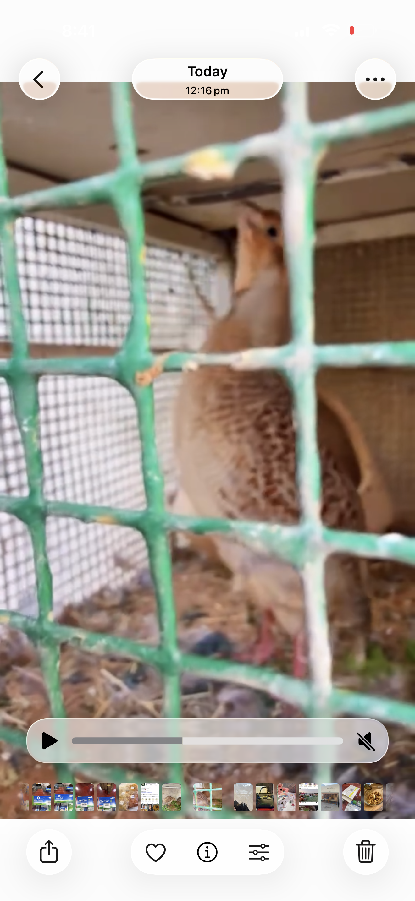 صفارد باكستاني للبيع