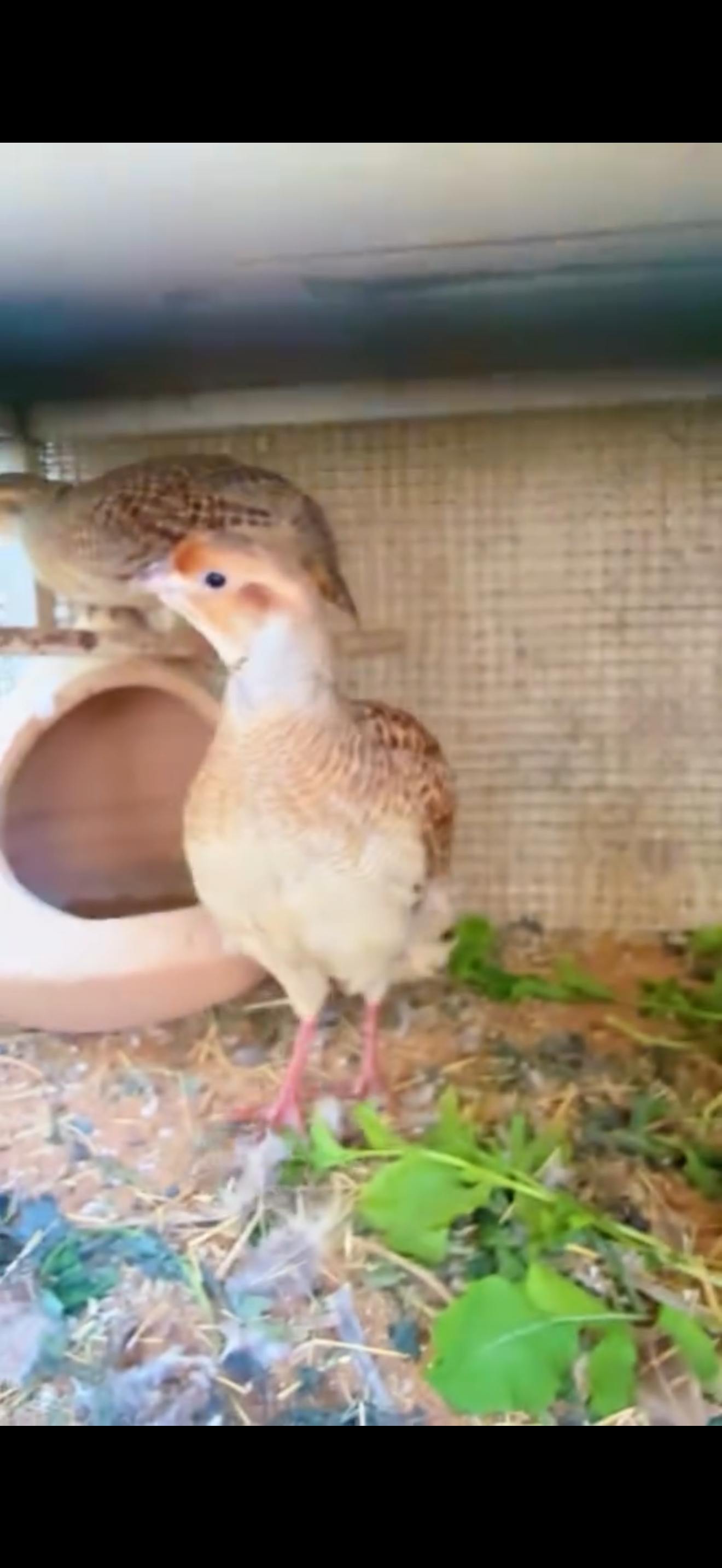 صفارد باكستاني للبيع