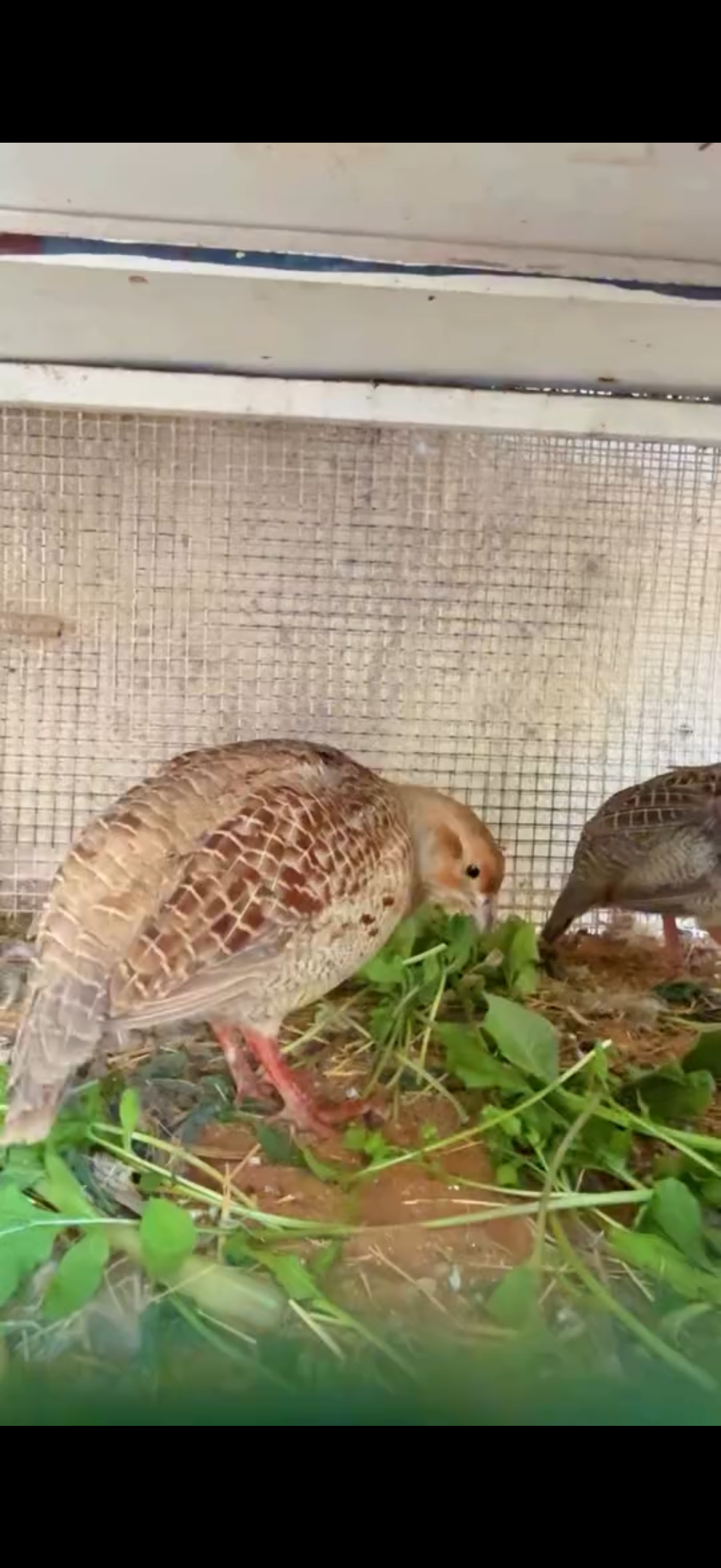 صفارد باكستاني للبيع