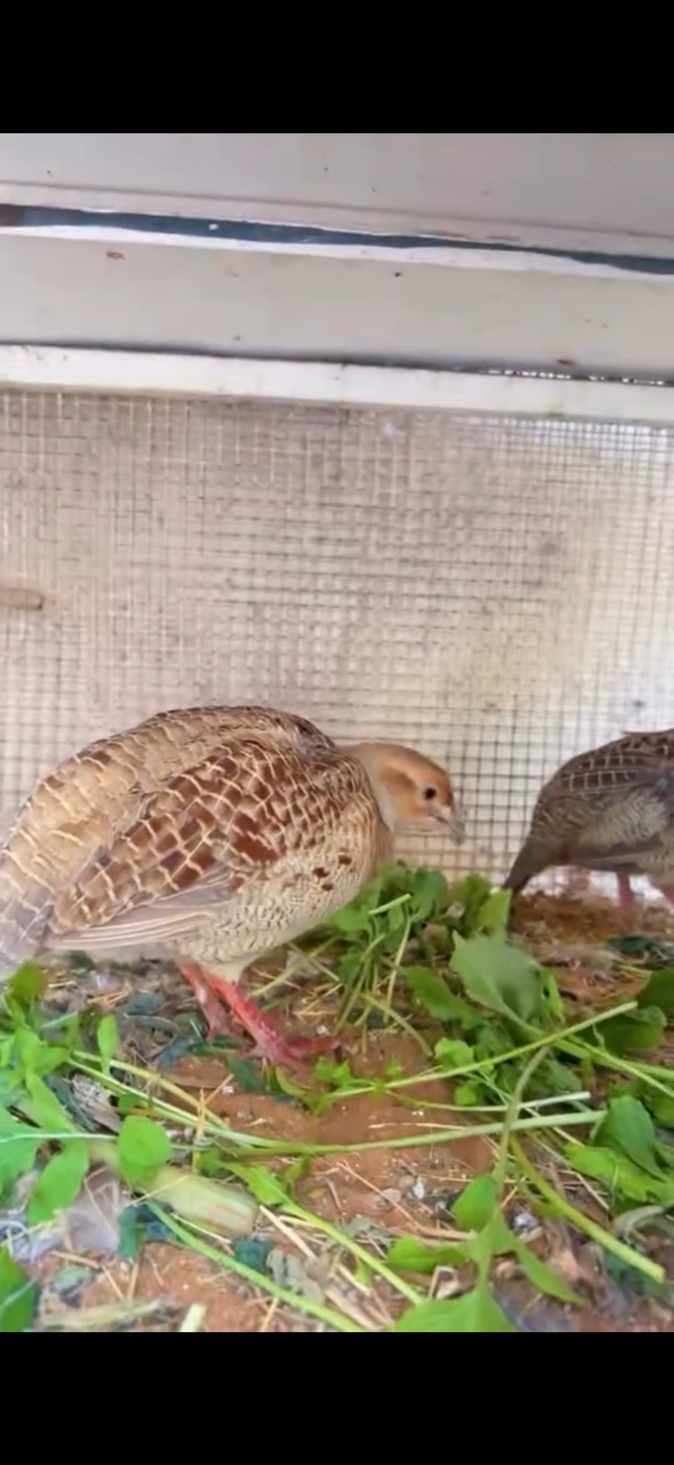 صفارد باكستاني للبيع