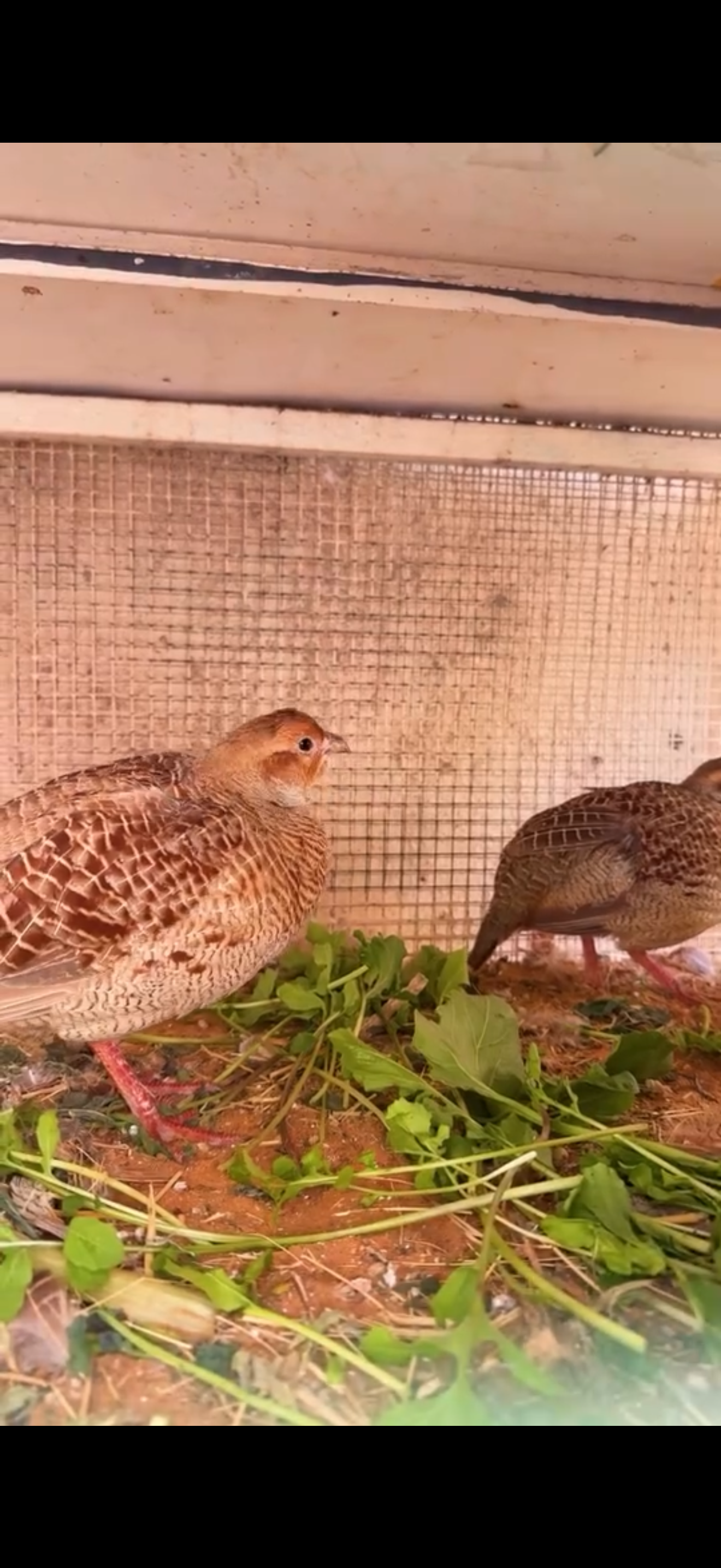 صفارد باكستاني للبيع