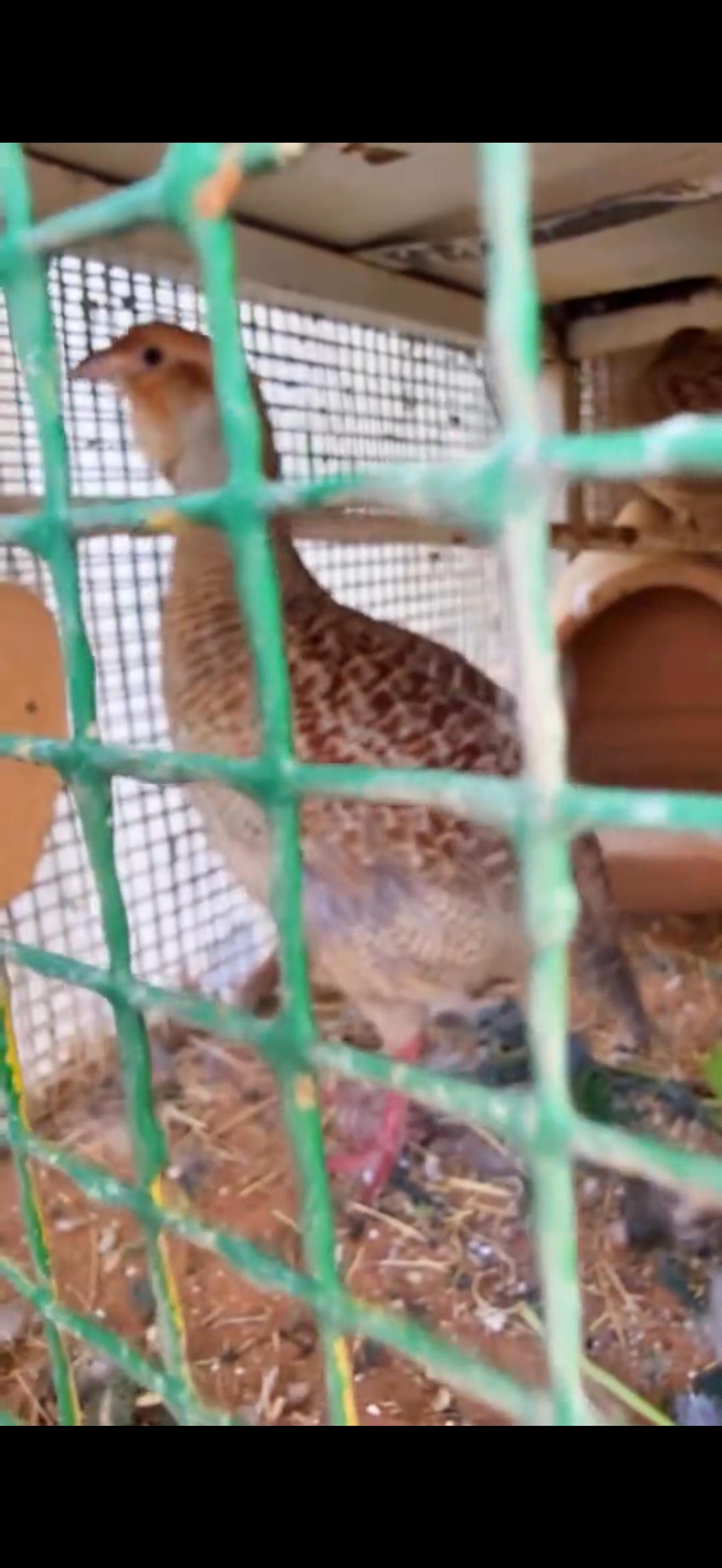 صفارد باكستاني للبيع