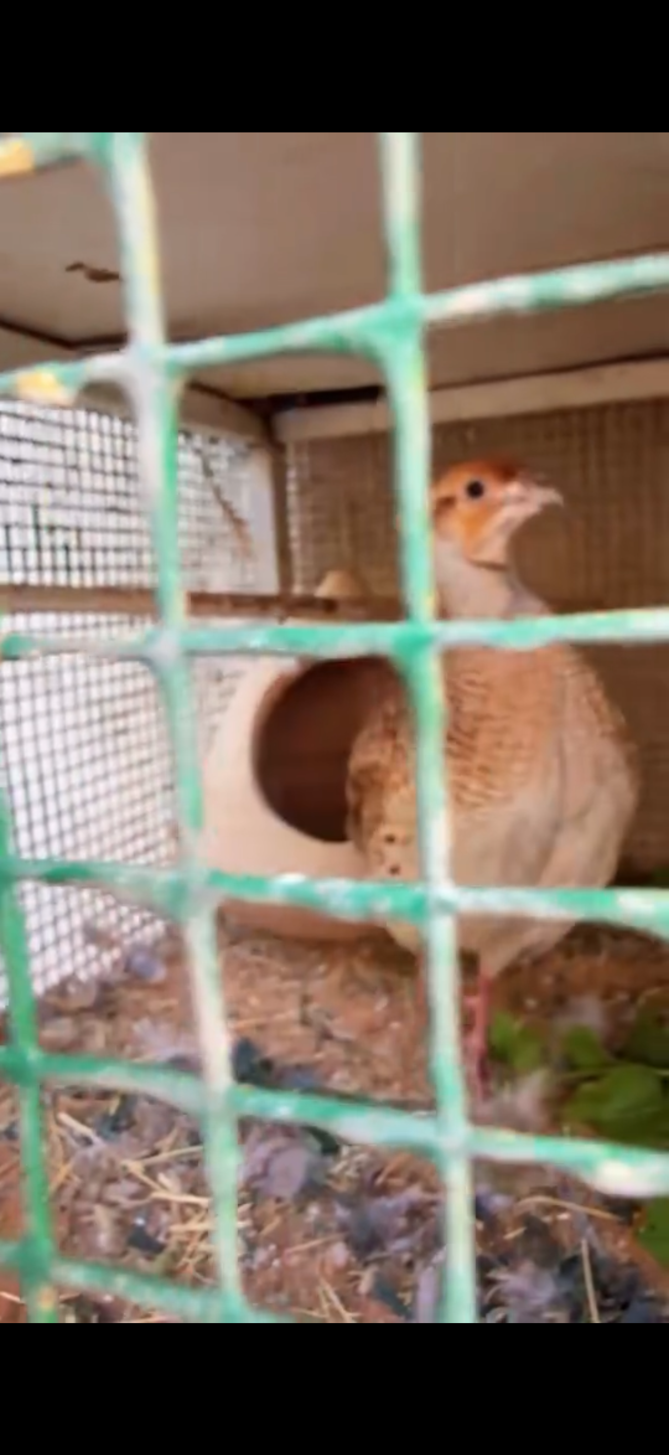 صفارد باكستاني للبيع