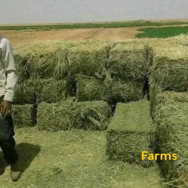 متوفر اعلاف مواشي جميع الاوزان في الامارات