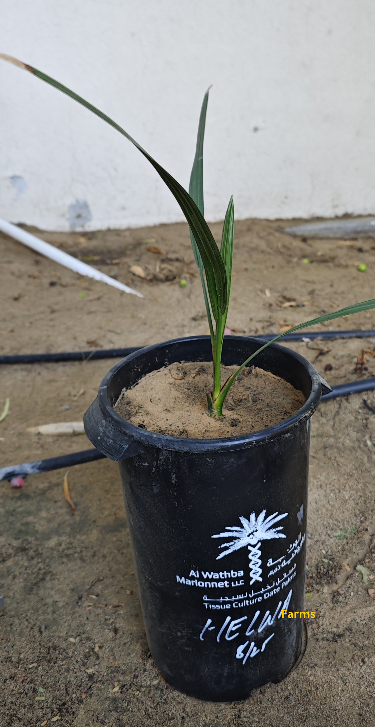 فسايل نسيجية... حلوة دبي