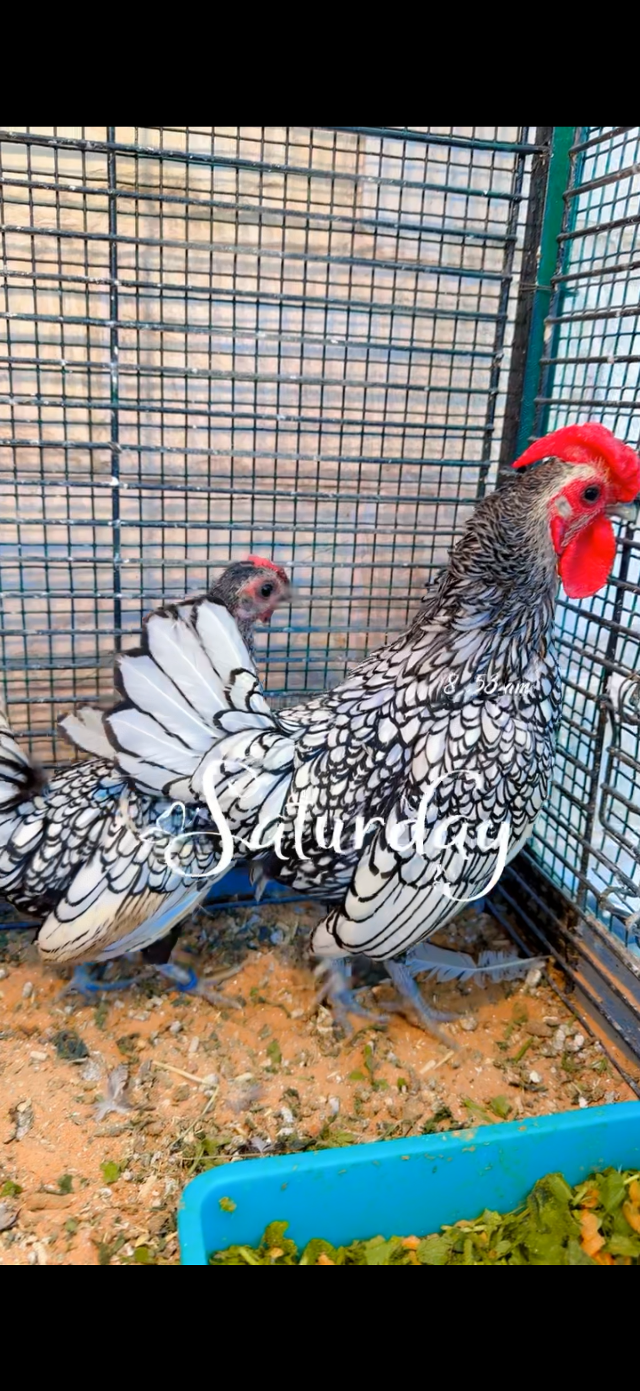 للبيع دجاج سبرايت الفضي من نوادر الدجاج الزينة