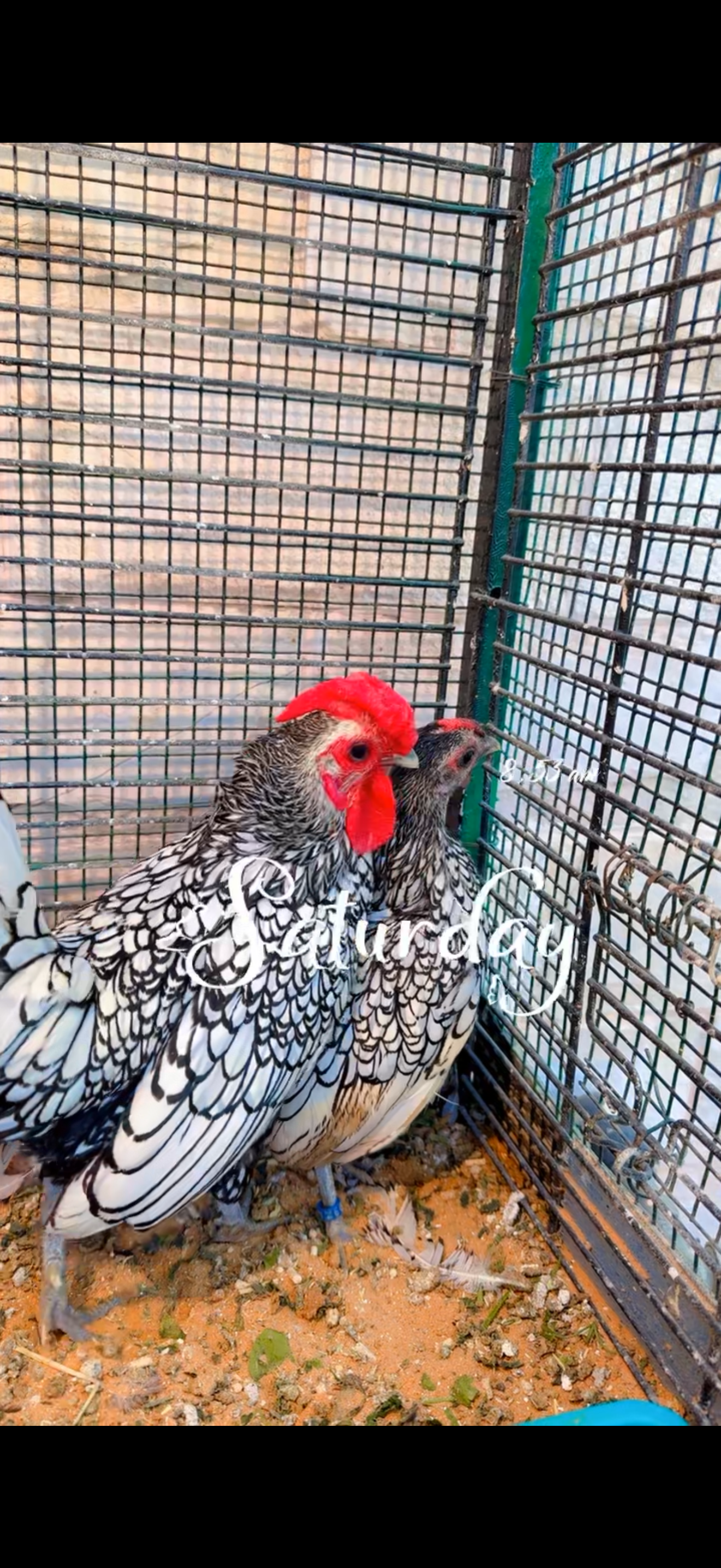 للبيع دجاج سبرايت الفضي من نوادر الدجاج الزينة