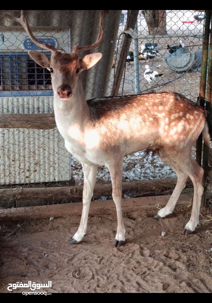 غزال فلودير عمر ثلاث سنوات جنس ذكر صحة ممتازة