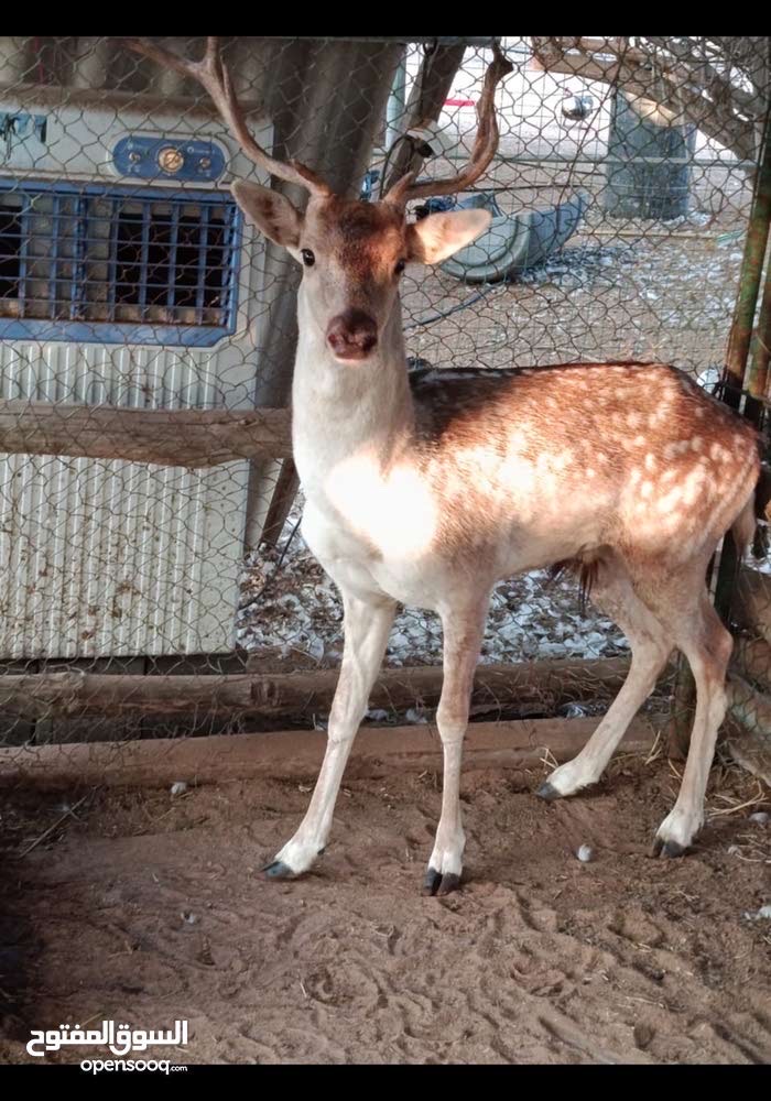 غزال فلودير عمر ثلاث سنوات جنس ذكر صحة ممتازة