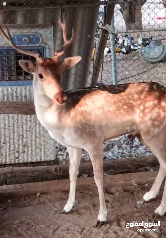 غزال فلودير عمر ثلاث سنوات جنس ذكر صحة ممتازة