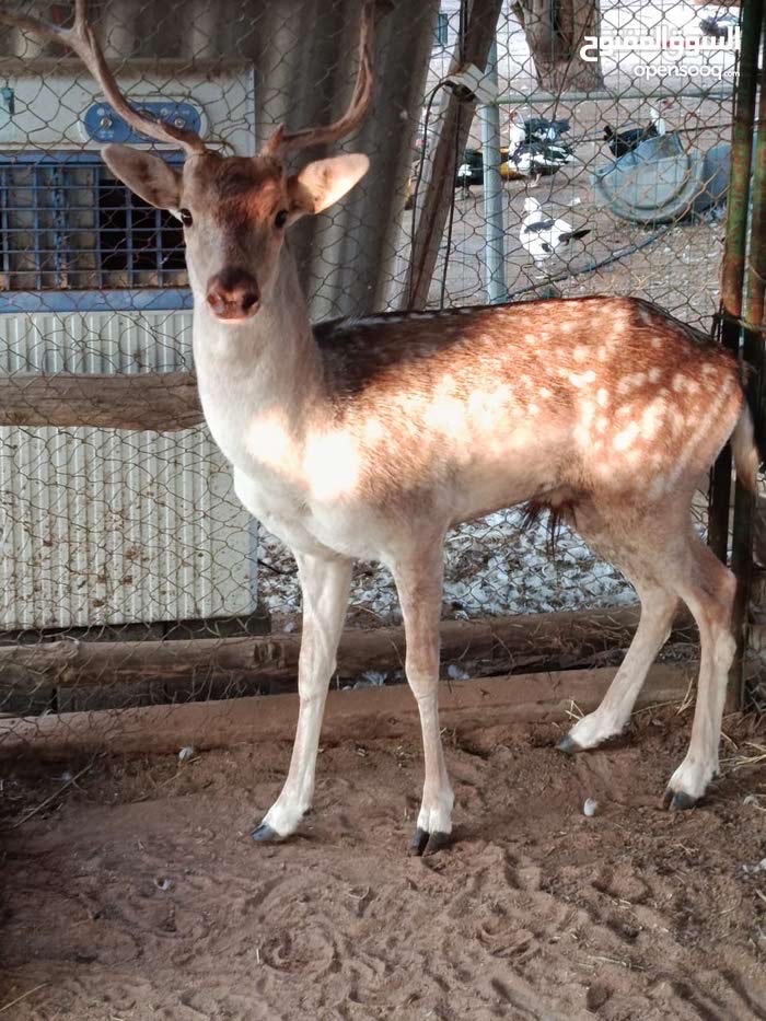 غزال فلودير عمر ثلاث سنوات جنس ذكر صحة ممتازة
