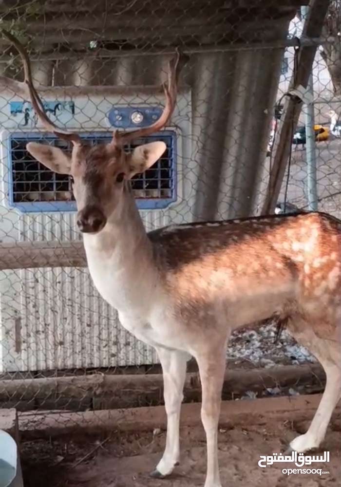 غزال فلودير عمر ثلاث سنوات جنس ذكر صحة ممتازة